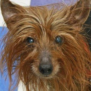 Meet your Posher, Abby